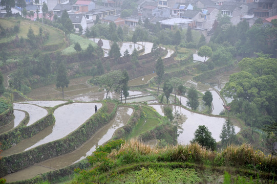 茗岙梯田 田园风光 水田 雨雾