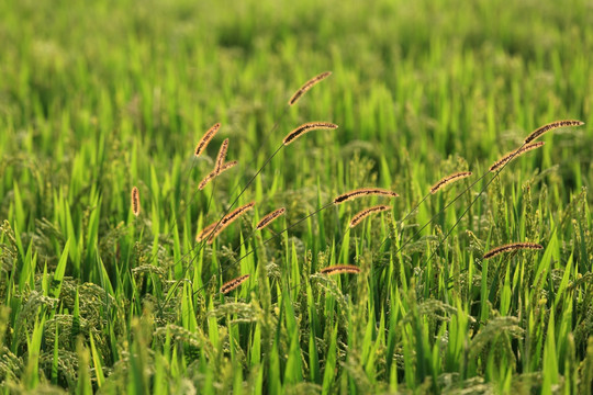水稻田的狗尾巴草