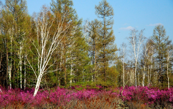 杜鹃花与森林