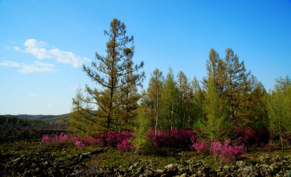 杜鹃花 落叶松 火山岩溶地貌