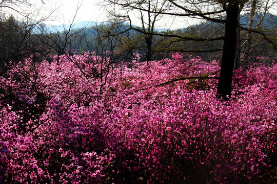 杜鹃花丛中一棵树 大兴安岭