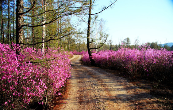 开满杜鹃花的山路