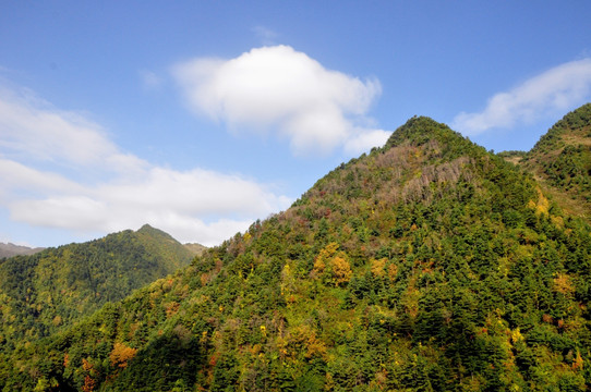 森林植被