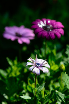 雏菊