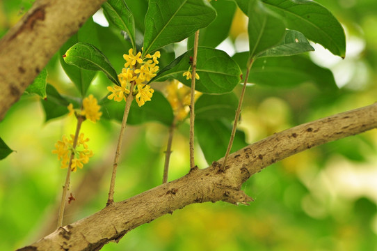 桂花