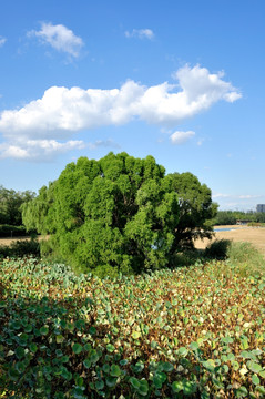 池溏边的大柳树