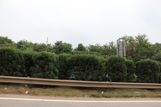 绿化 路 植物  公路