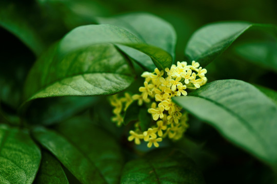 桂花 高清