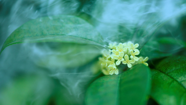 桂花 高清