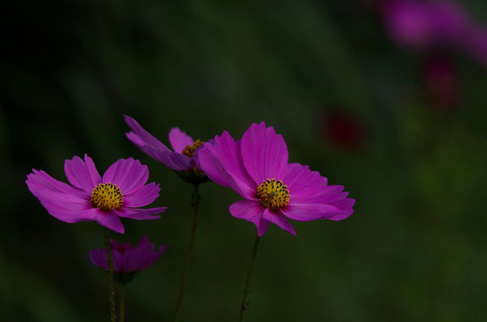 波斯菊