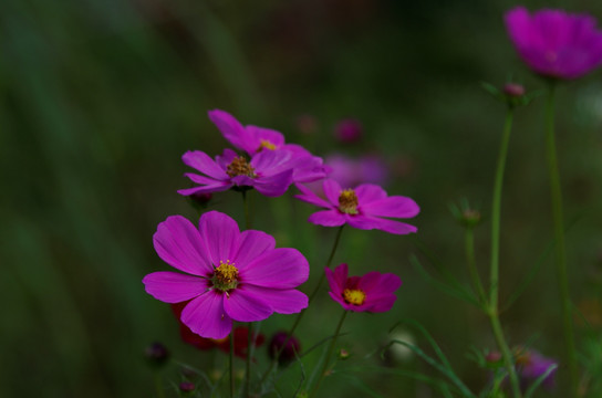 波斯菊