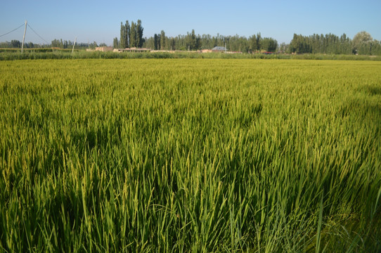 夏天的稻田