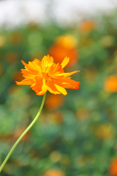 格桑花
