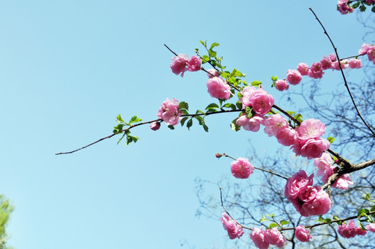 杏花