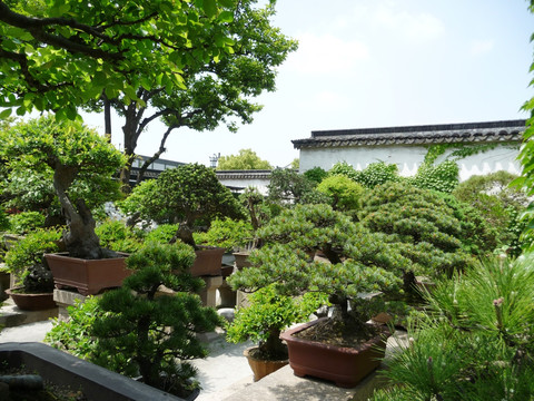 盆景