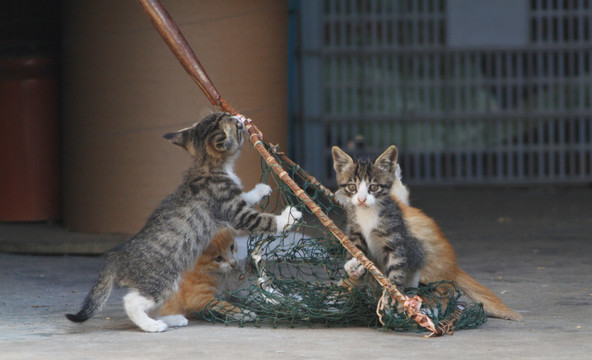 猫 黑花猫 家猫 家畜 宠物