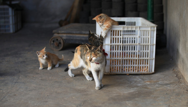 猫 黑花猫 家猫 家畜 宠物