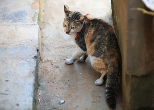 猫 黑花猫 家猫 家畜 宠物