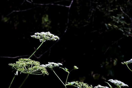 花 野花 白花 小花 鲜花
