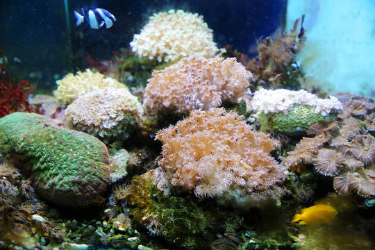 万花筒珊瑚
