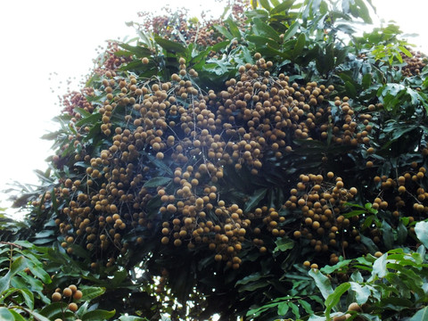 桂元树