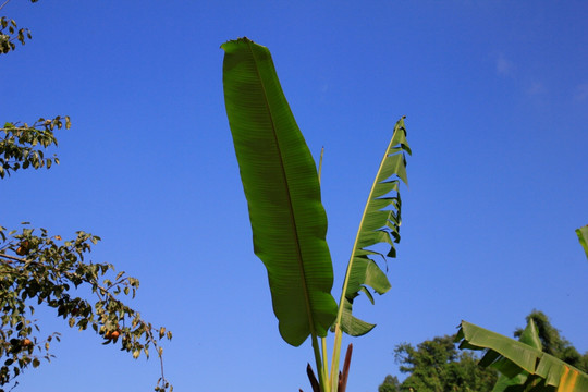 芭蕉叶