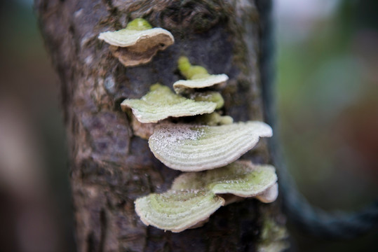 野生灵芝