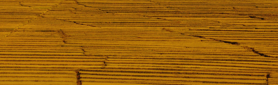 金色大地