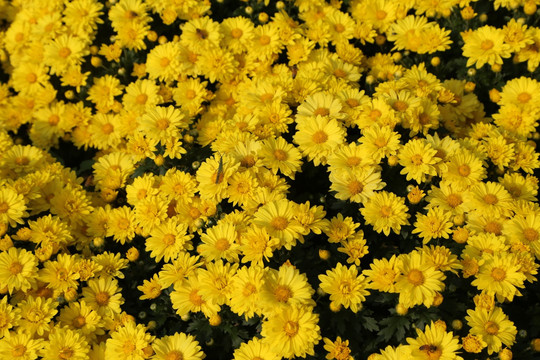 菊花