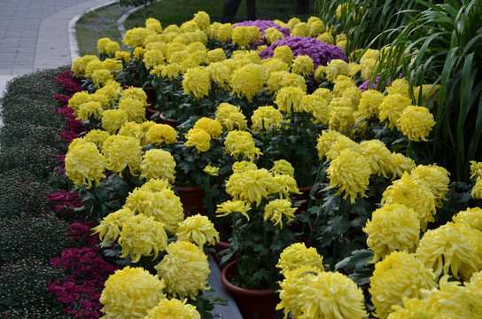 植物园内黄色的菊花