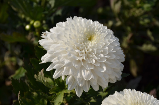 白色饱满的菊花