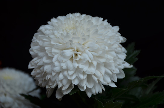 纯洁的白色菊花