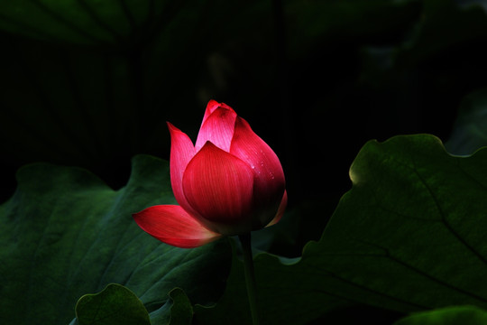 荷花蕾