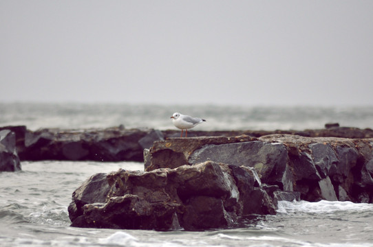大海