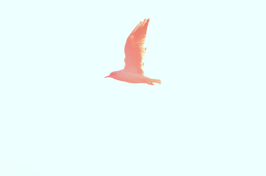 海鸥