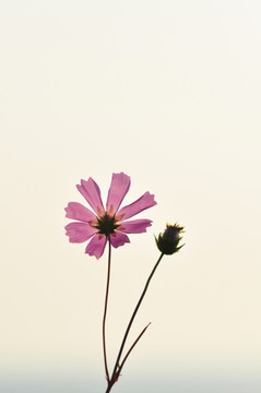 格桑花
