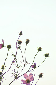 格桑花