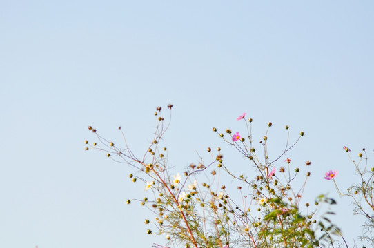 格桑花