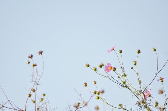 格桑花