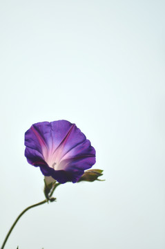 牵牛花