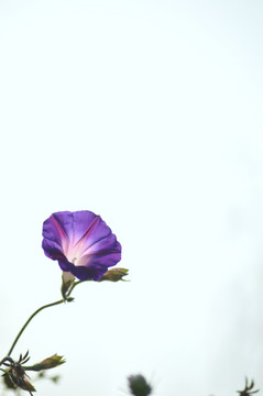 牵牛花