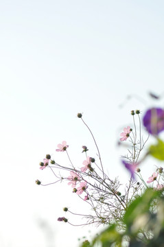 格桑花