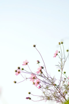格桑花