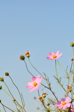 格桑花
