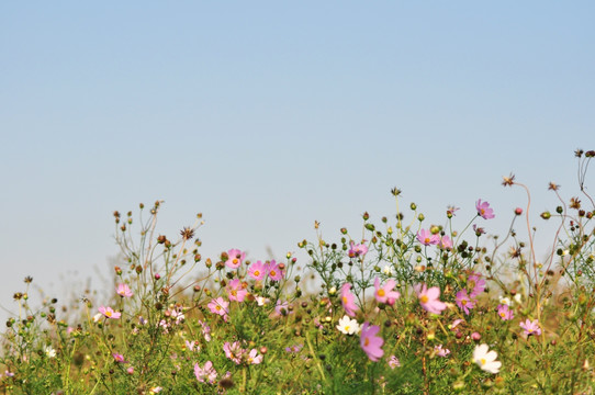 格桑花