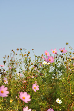 格桑花