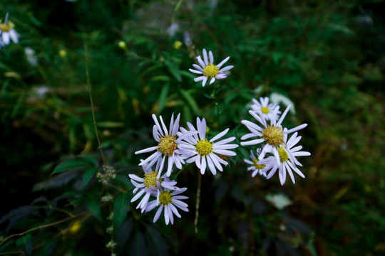 野菊花