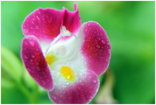 花卉摄影 花草特写