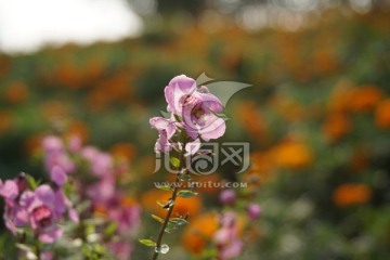 千屈菜 紫色花串