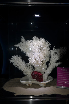 雪松珊瑚